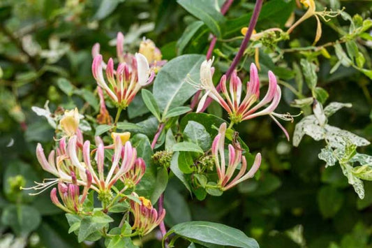 Japanese Honeysuckle