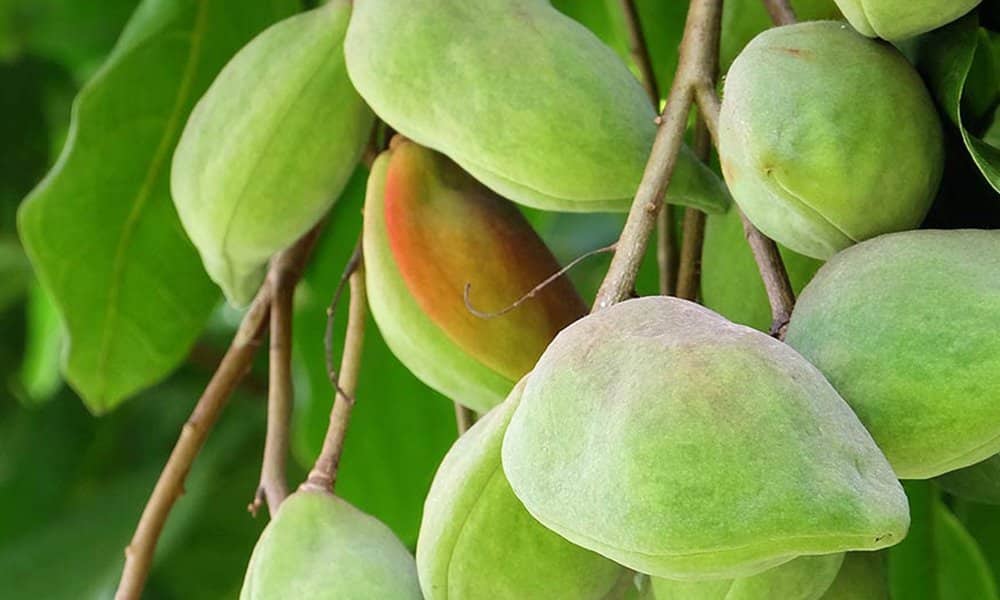 Kakadu Plum