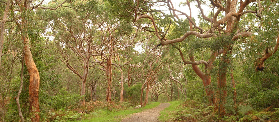 Australian Bush